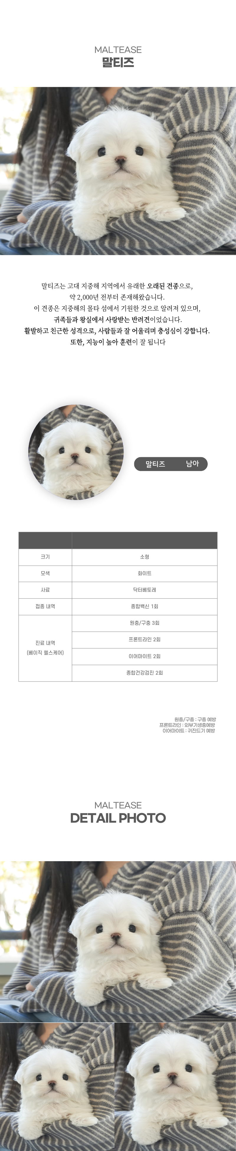 말티즈_상세이미지_2